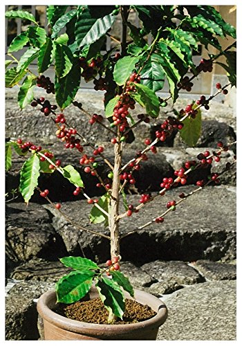 Amazon.co.jp: コーヒー苗木 植え替え4点セット【高級コーヒー